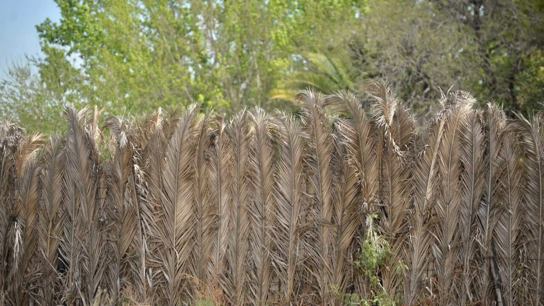 Sequía, agricultores (2)